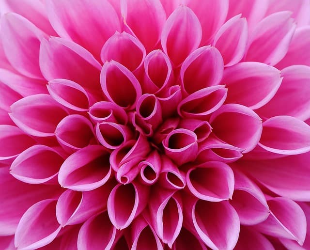 Erreurs à éviter en jardinage bio : Guide d'achat