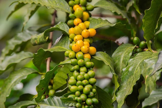 Matériel de Plantation Agricole : Guide d'Achat Complet
