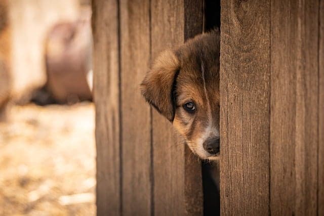 Adopting a Dog: Avoid Common Mistakes