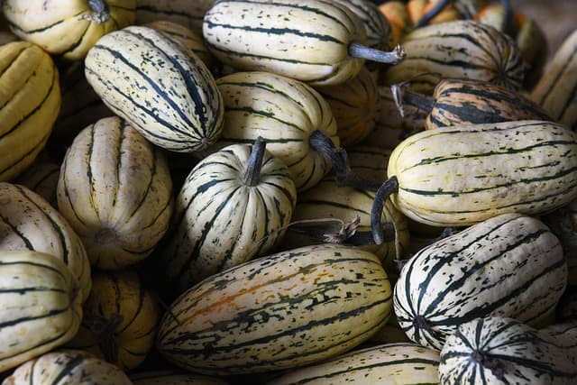 Cultiver des légumes tropicaux en intérieur