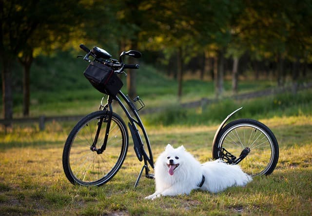 Essential Training Tools for Dogs: Your Ultimate Guide