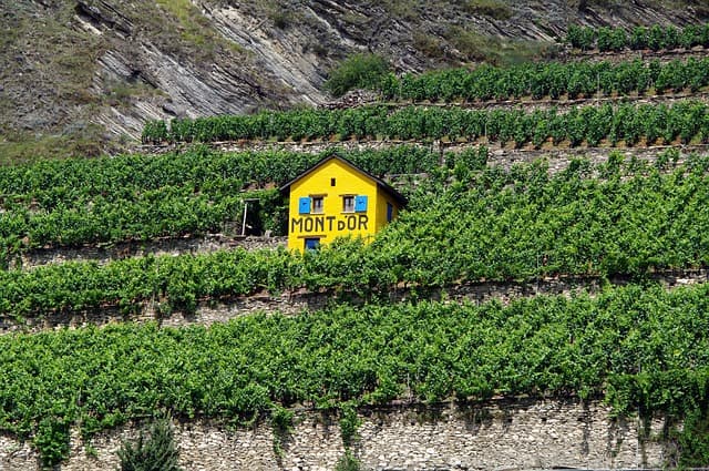Erreurs à éviter lors de l'achat de viandes de terroir